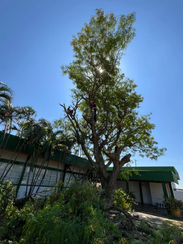 Empresa de corte de árvores