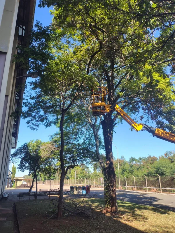 Empresa especializada em corte de árvores