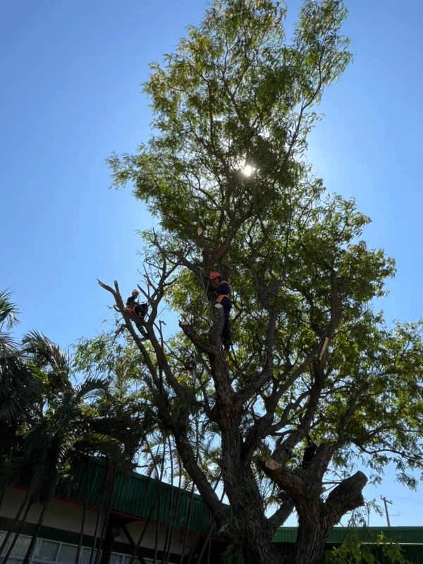 Empresa especializada em poda de árvore