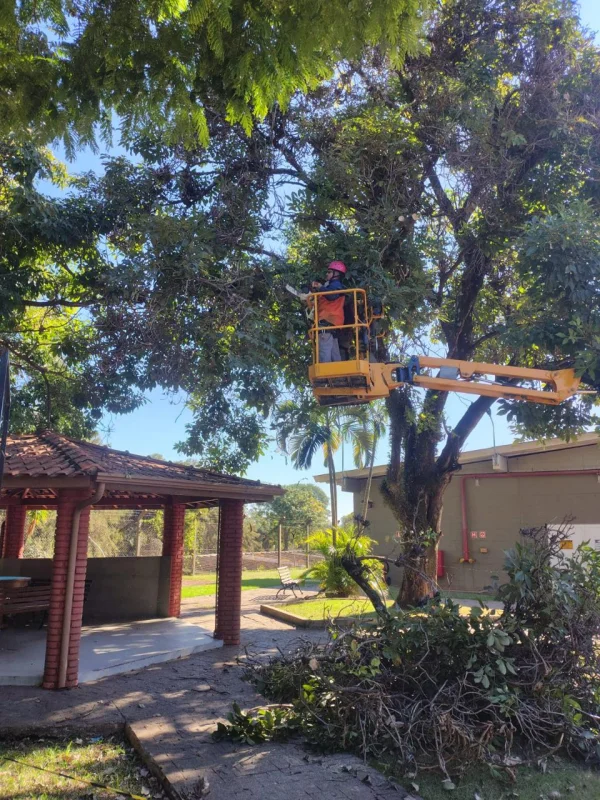 Serviço de supressão de árvores em terrenos