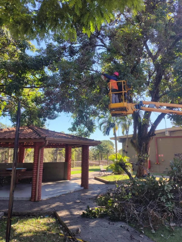 Supressão de árvores em áreas privadas