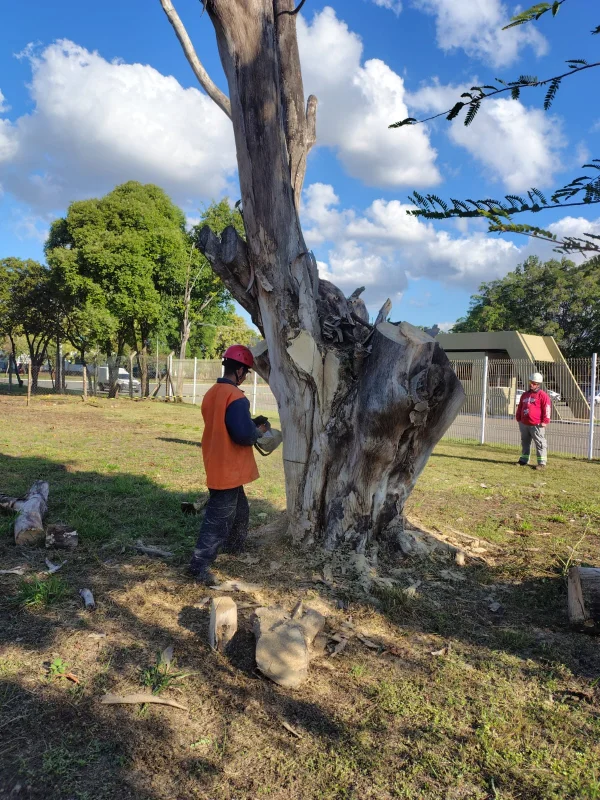Supressão de árvores isoladas